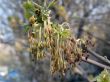 buds of the birch
