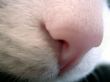 feline nose