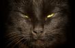 Cats face