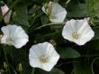 white flowers