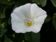 white flower