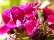 red flower