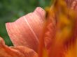 petal fantasy