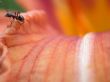 Ant on lilly petal