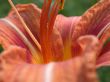 lilly macro