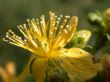 yellow flower, macro