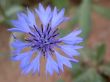 cornflower