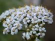 white flowerses