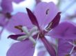 violet flower