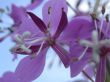 violet flower