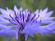 cornflower