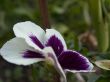 pansy