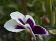 pansy