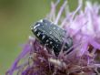 bug on flower