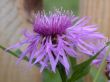 violet flower