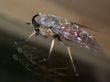 Tht fly