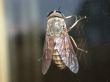 Tht fly
