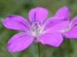 violet flower