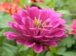 red daisy