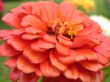 red flower
