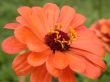 red daisy