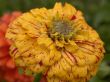 yellow daisy