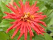 red flower