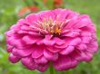 red flower