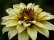 yellow flower
