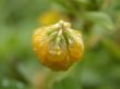 yellow flower