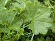 green leaf