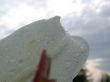 after rain