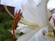 white lilly after rain