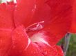Red lilly macro