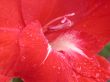 Red petal fantasy