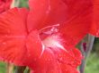 red lilly