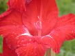 red flower
