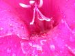 Purpl petal fantasy