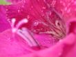 Purpl petal fantasy