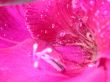 Purpl petal fantasy