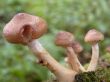 mushrooms