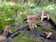 mushrooms