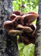 mushrooms