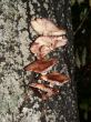 mushrooms