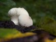 mushrooms, macro