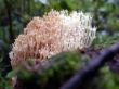 moss, macro