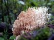 moss, macro