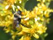 bee on yellow flowers