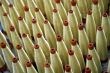 Silk spools