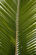 Palm leaf